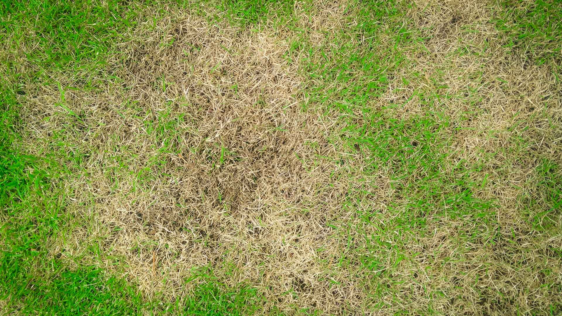 Brown patch infected lawn in DeWitt, MI.