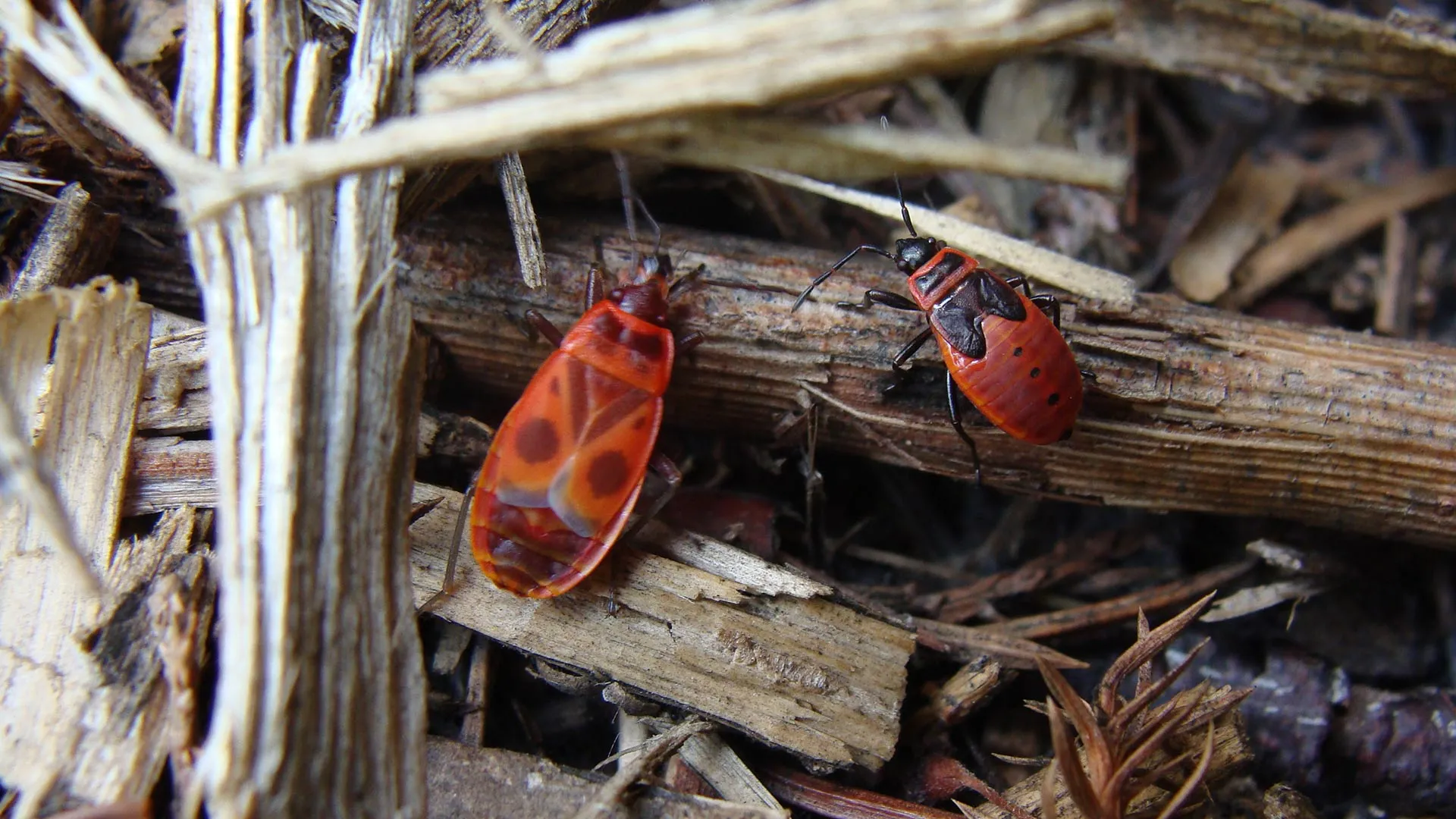 Chinch bugs found crawling through property in DeWitt, MI.