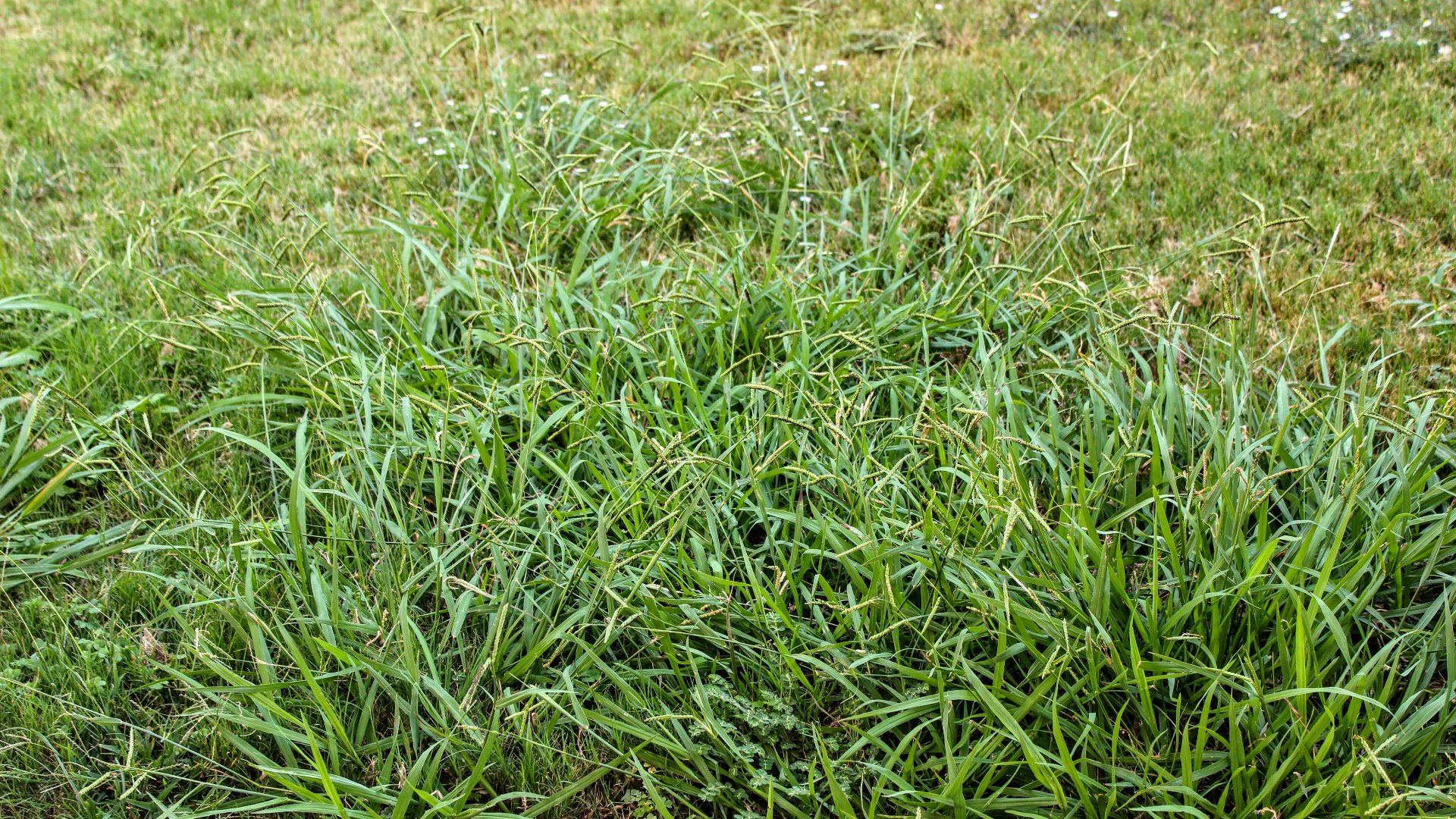 Is That Grass or Crabgrass in Your Lawn?
