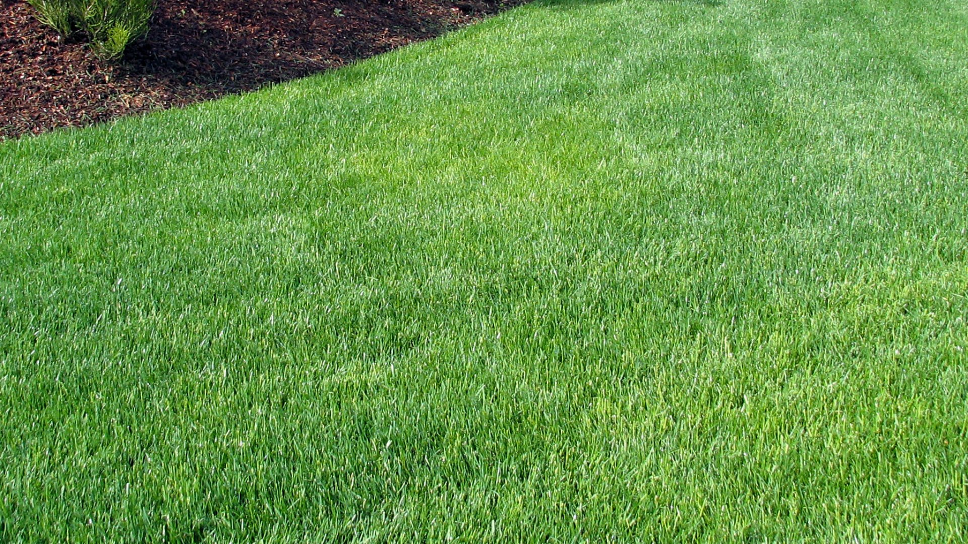 Aerating & Overseeding in the Fall Means a Healthier, Fuller Lawn in the Spring