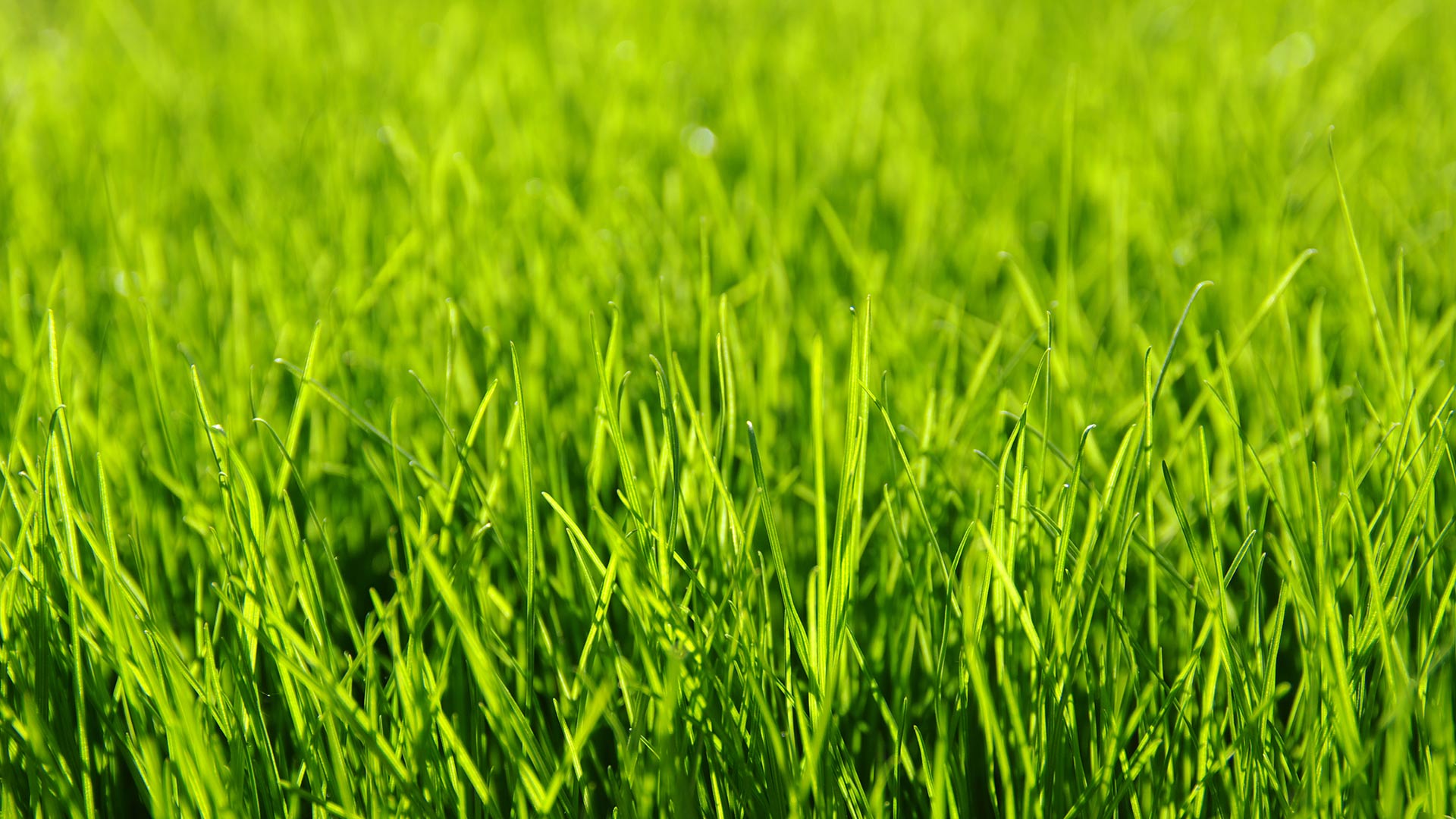 Healthy lawn in Lansing, MI.