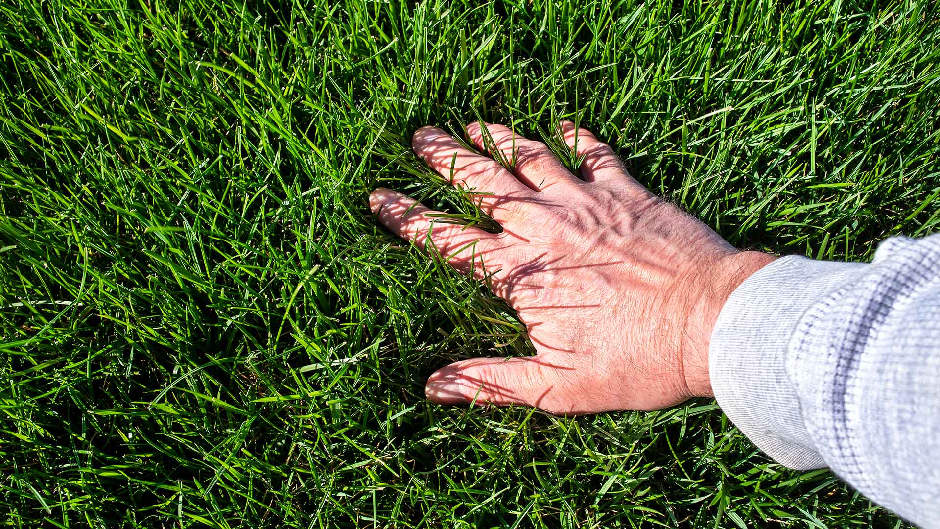 A homeowner feeling their healthy fertilized lawn in Haslett, MI.