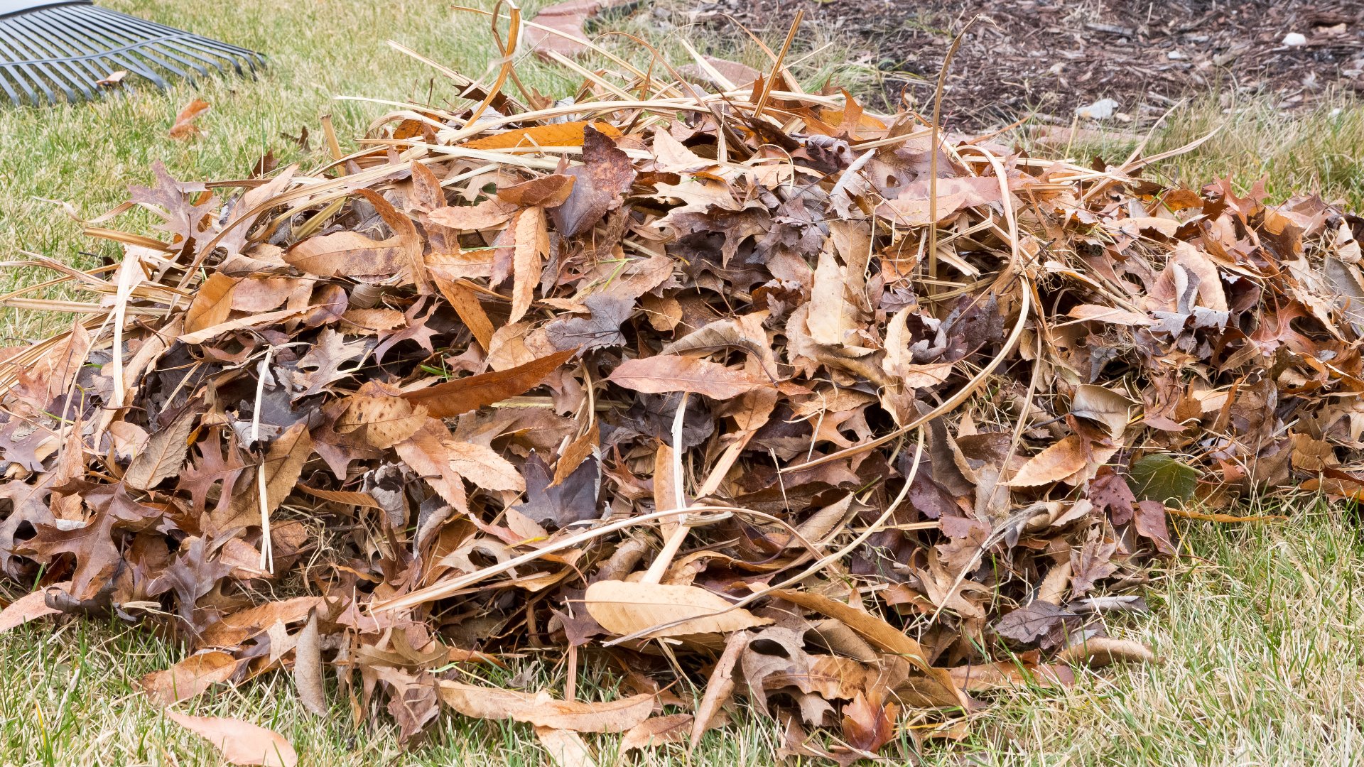 Cleaning Up Your Yard Is More Than Just for Looks - It Improves Lawn Health