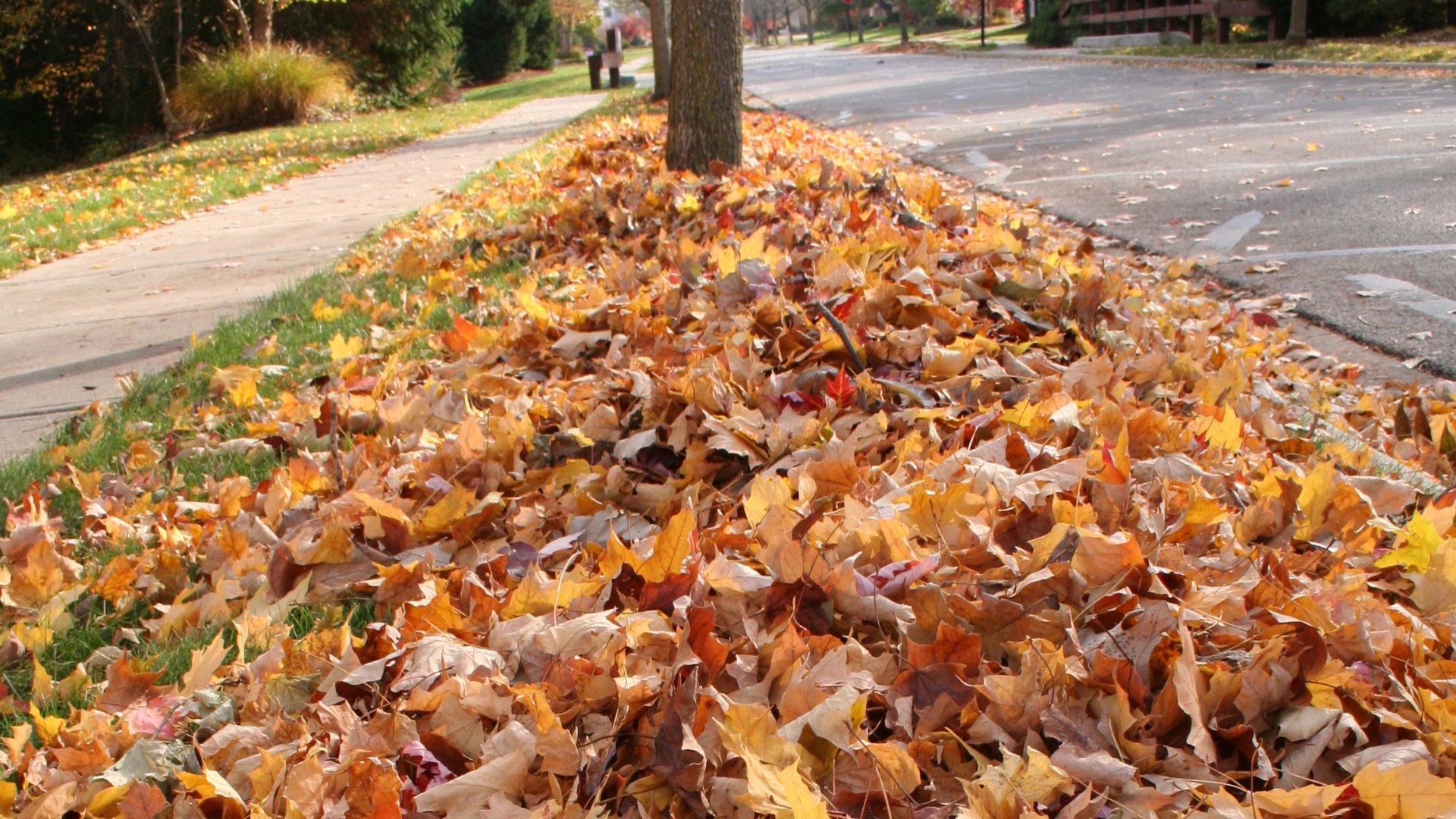 Leaving the Leaf Piles on Your Lawn Over the Winter: Don't Do It!