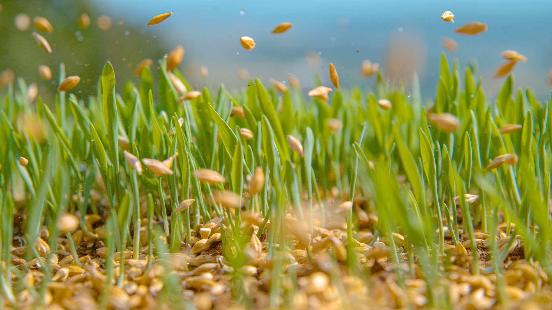 What’s the Best Way To Prepare Your Lawn Before Overseeding?