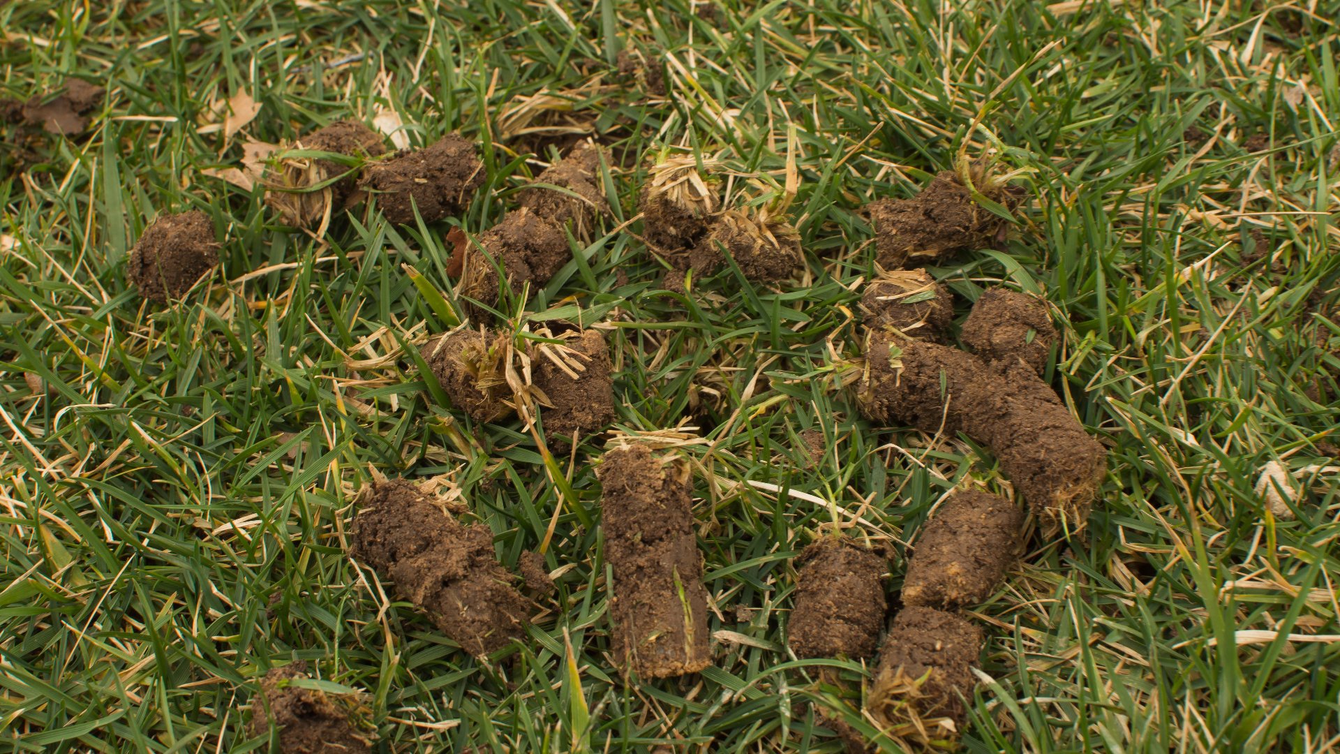 Why Are There Clumps of Soil on Your Lawn After Aeration?