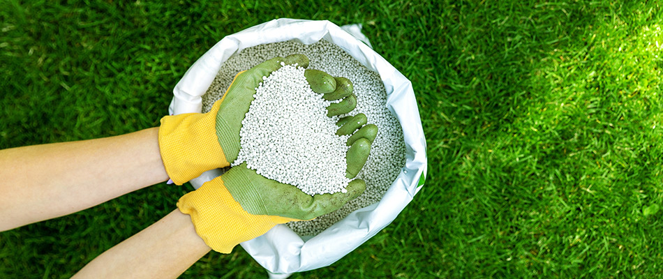 A gloved professional cupping granular fertilizer pellets in a lawn in DeWitt, MI.