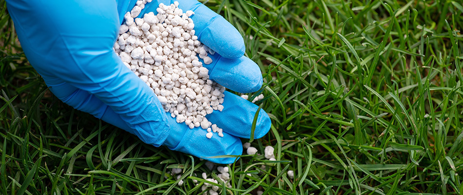 A gloved professional spreading granular fertilizer to a lawn in DeWitt, MI.