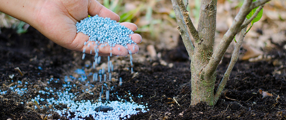Granular fertilizer pellets added for tree near drip line in Haslett, MI.