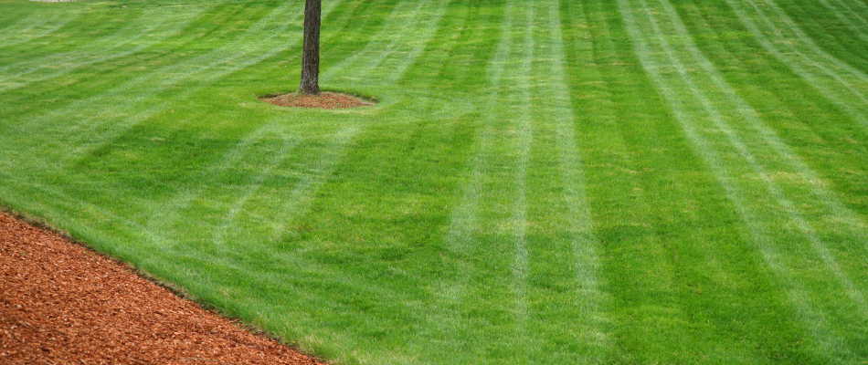 Neatly mowed grass in the backyard of our client's home in Watertown Charter Township, MI. 
