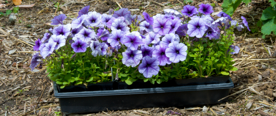 Purple annual flowers ready to be planted on our client's property in Watertown Charter Township, MI. 
