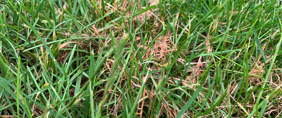 Red thread lawn disease infected lawn in Lansing, MI.