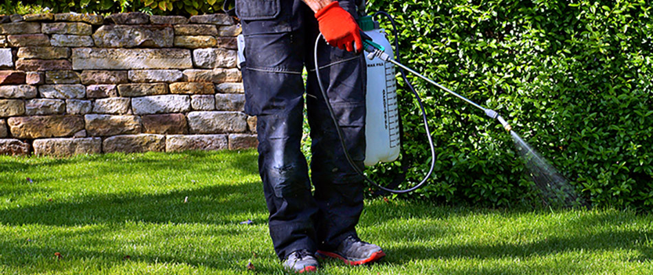 A technician spraying a lawn with insecticide in DeWitt, MI.