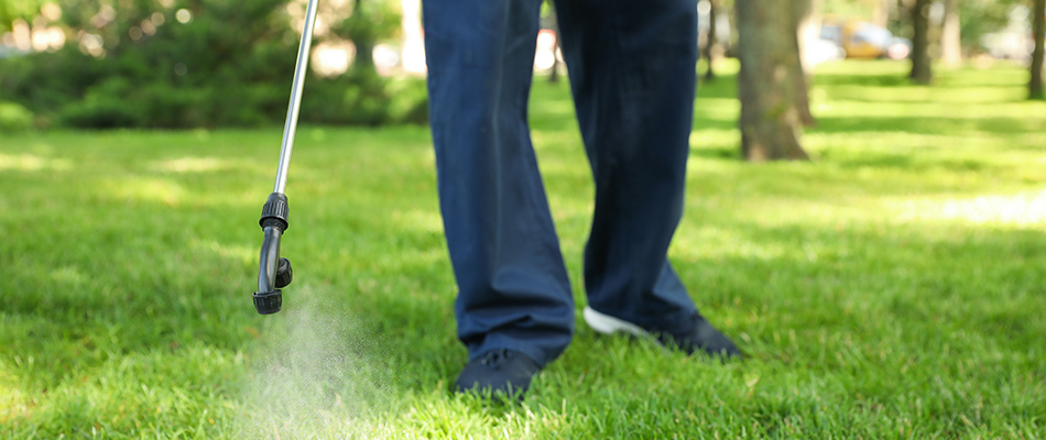 Technician spraying lawn with treatment in DeWitt, MI.