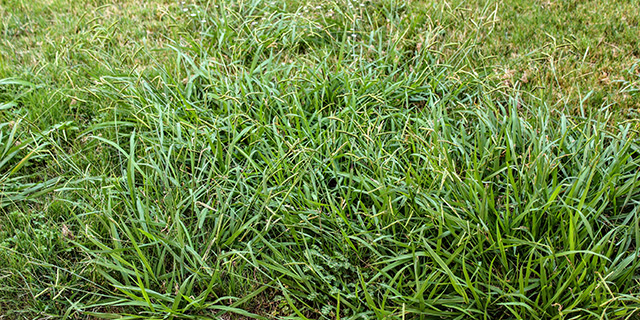 Crabgrass weeds invading a property in Watertown Township, MI.