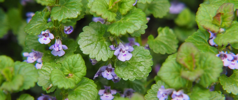 content-ground-ivy-weeds