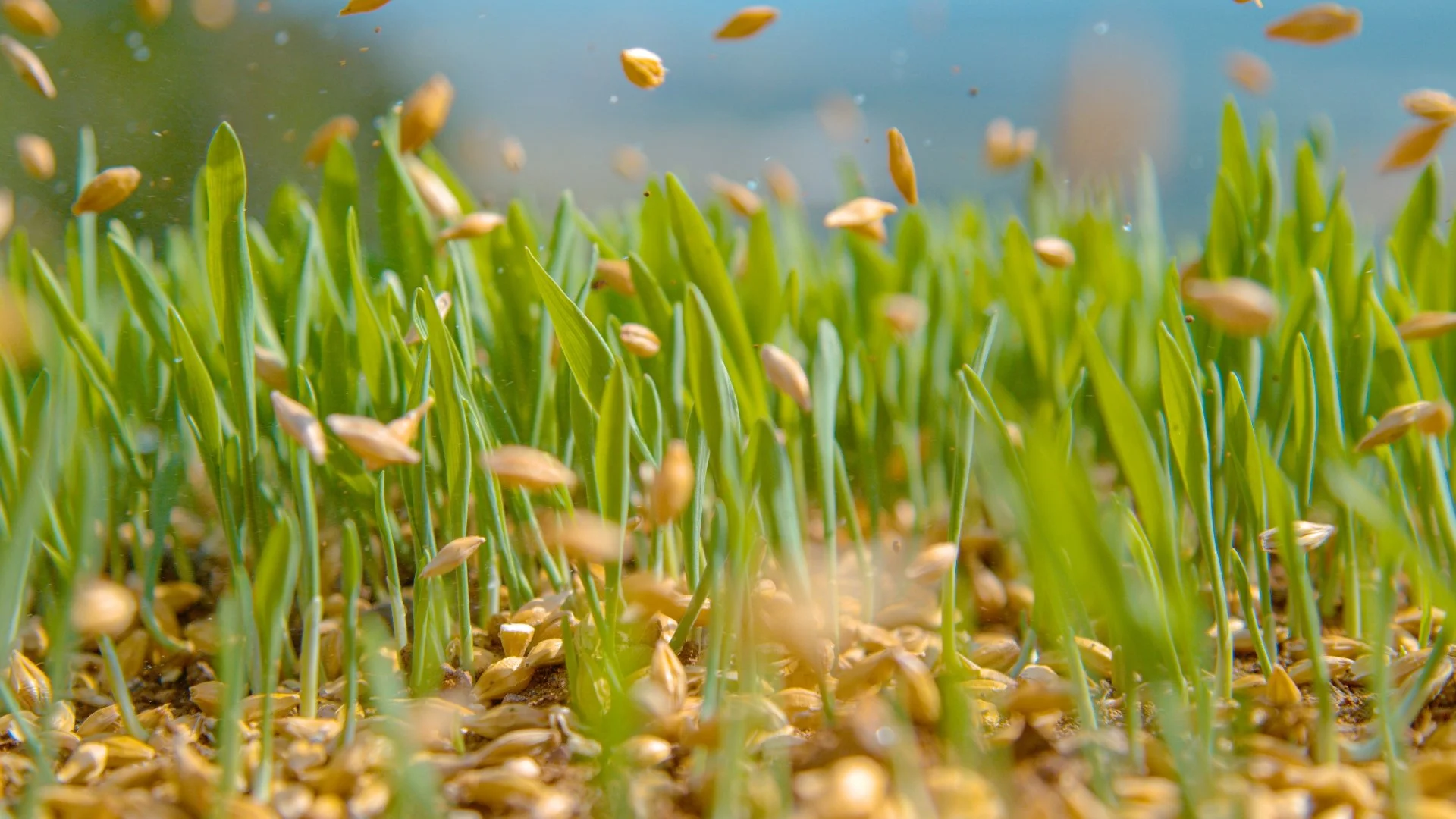 banner-seeds-falling-onto-a-lawn