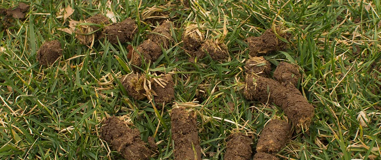content-aerated-plugs-in-lawn
