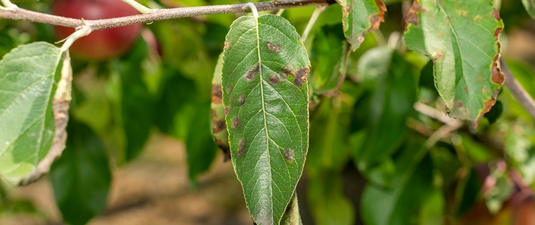 content-apple-scab-infected-tree
