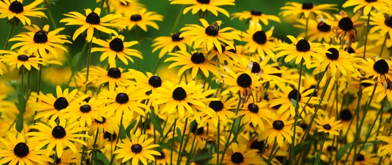 content-black-eyed-susan-plantings-in-landscape