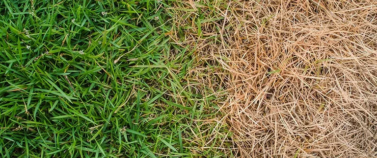 content-damaged-lawn