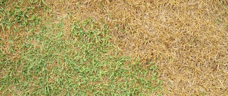 content-disease-dried-lawn