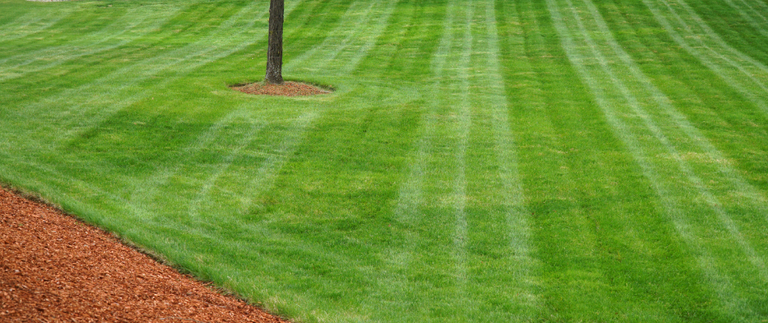 content-mowed-grass-by-mulch
