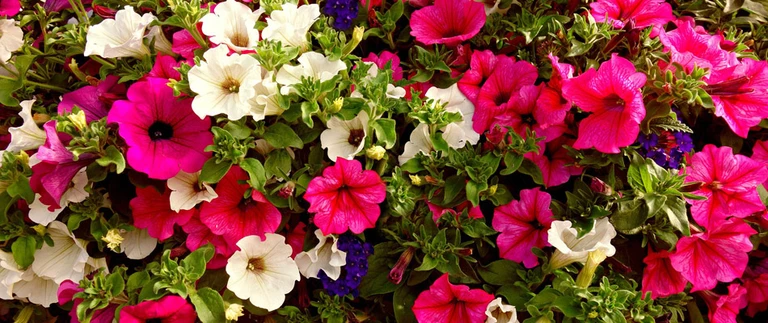 content-petunias-in-landscape-bed