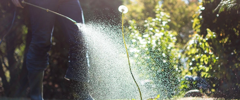 content-technician-spraying-a-weed-in-lawn
