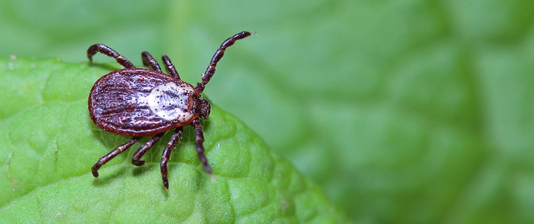 content-tick-on-lawn