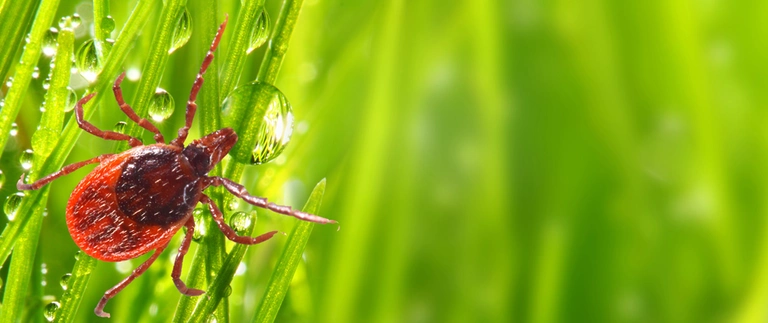 content-tick-on-wet-grass-blade